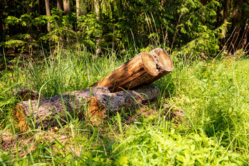 Gefällter und zersägter Baum im Bayrischem Wald.