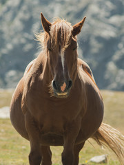 Obraz premium Pregnant horse grazing in the mountain