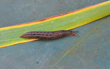 zoology, Tiger Snail