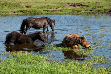 Beautiful Dartmoor ponies with foals, take a refreshing dip and drink on a hot Summer day on...