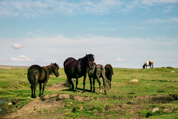 Beautiful Dartmoor ponies with foals, take a refreshing dip and drink on a hot Summer day on...
