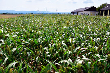 Agriculture, Millet