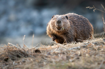 Beaver in the Canadian rivers - 373515120