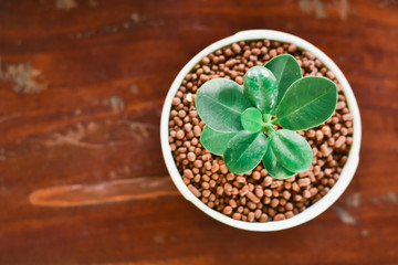 coffee beans in a wooden spoon