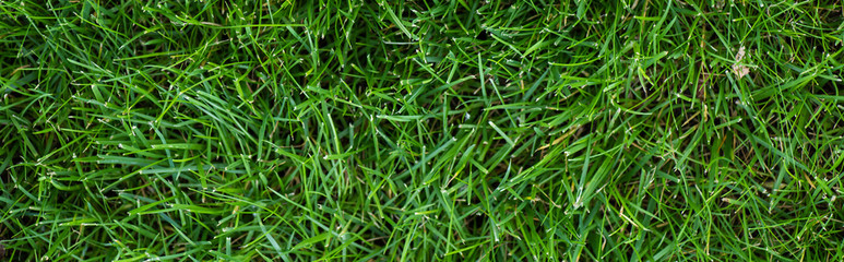 Top view of meadow with green grass, panoramic shot