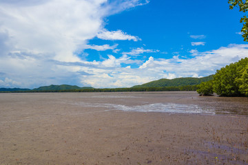 Mangrove tree in tropical rain forest sunny day blue sky environmental concept