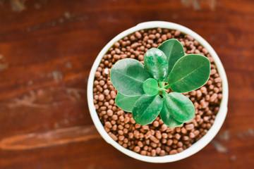 green beans on wooden background