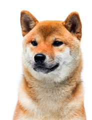 muzzle shiba inu dog sitting on a white background