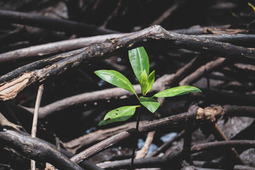 Young mangrove growing from salty water on supporting roots, at low tide.