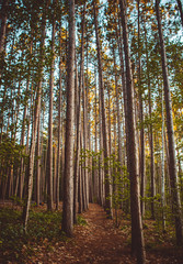 pine tree forest at sunset