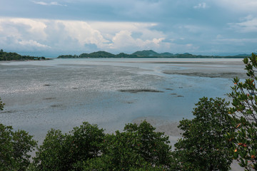 Mangrove tree in tropical rain forest sunny day blue sky environmental concept