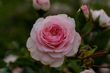 pink rose