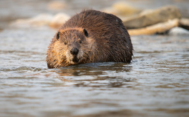 Beaver in the Canadian rivers © Jillian