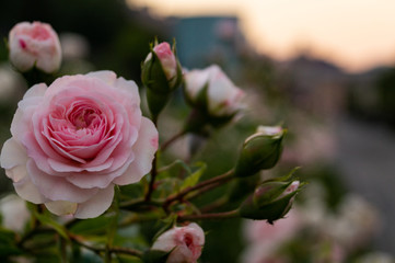 Pink rose
