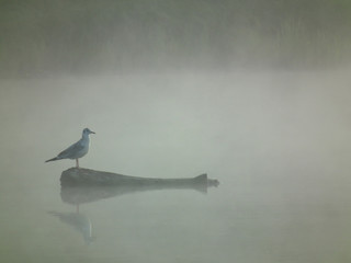 Lonely bird on a log in the fog. Reflection of a bird in the water. A mysterious and gloomy landscape