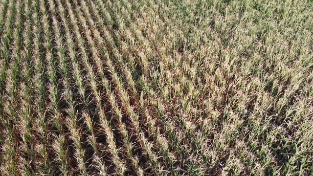 Corn Field Ukraine