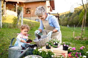 Senior grandmother with small granddaughter gardening outdoors in summer.