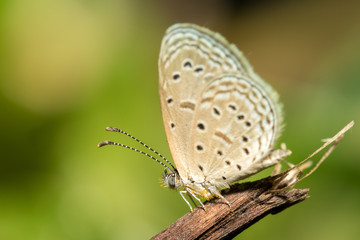 Little butterfly