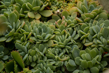Succulents