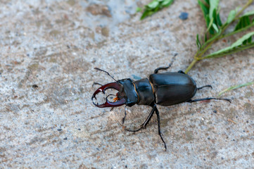 Close-up of a stag beetle walking on the ground.