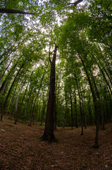 A view from the ground up of tall trees in a forest. Fisheye view.