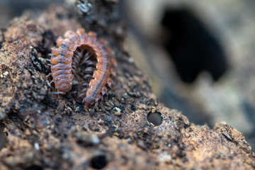 Close-up of a brown centipede sitting on a log