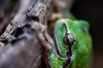 Close-up of a little green frog sitting on a log