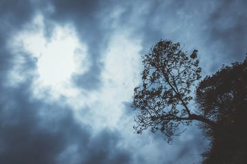 clouds and trees