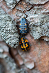 Close-up of a ladybird larvae on a tree. Shallow depth of field.