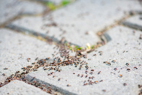 Close-up of a group of ants on the pavement. Shallow depth of field.