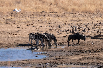 Zebra and wildebeest drinking at the remains of a water hole.