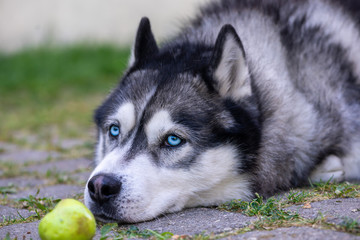 Close-up portrait of a dog sitting on the ground