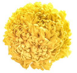 Marigolds isolated on white background