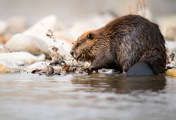 Beaver in the Canadian rivers