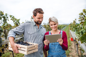 Man and woman with tablet working in vineyard in autumn, harvest concept.