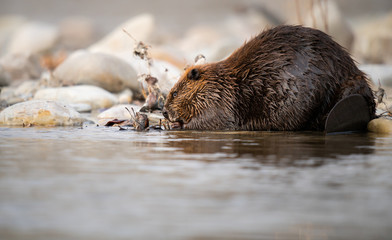 Beaver in the Canadian rivers © Jillian