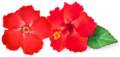 hibiscus flower isolated on white background