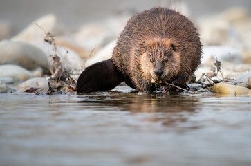 Beaver in the Canadian rivers - obrazy, fototapety, plakaty