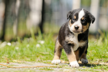 cute smal dog pup standing in the garden