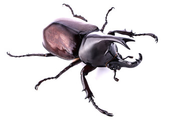 Dynastinae on white background