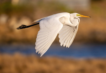 Great Egret in Flight over Coastal Maine Estuary