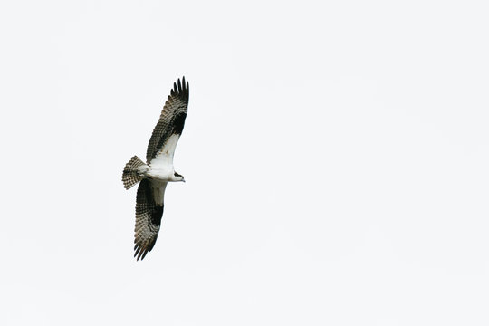 View from below of an osprey soaring above