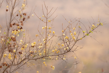 Clusters of pretty yellow flowers and new green leaves.