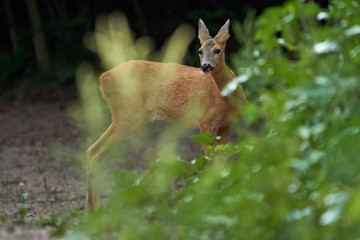 Young roe deer female