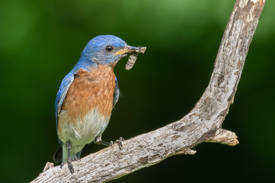 An Eastern Bluebird with Insect