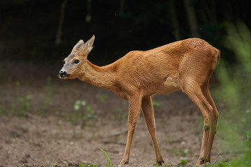 Young roe deer female