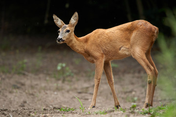 Young roe deer female