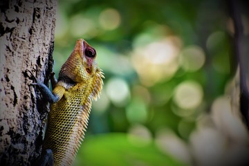 Chameleon
