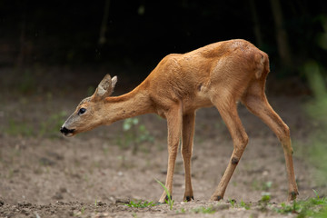 Young roe deer female