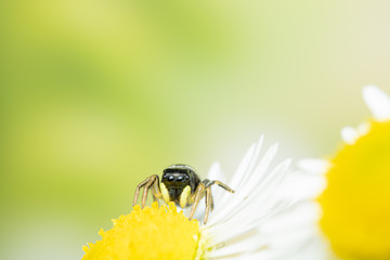 Kupfrige Sonnen Spring Spinne in der Natur 